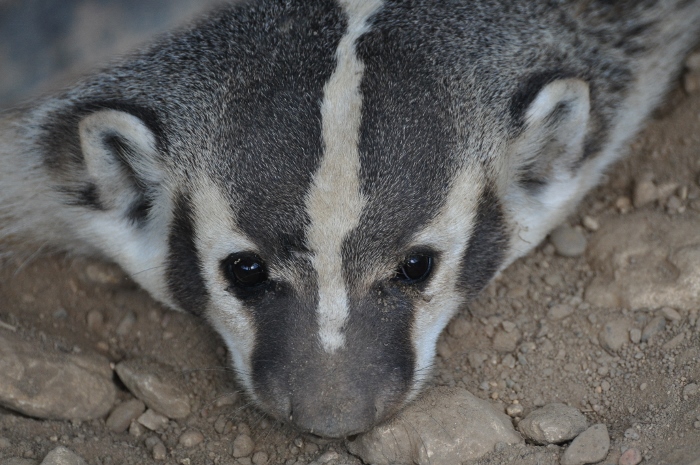 American badger